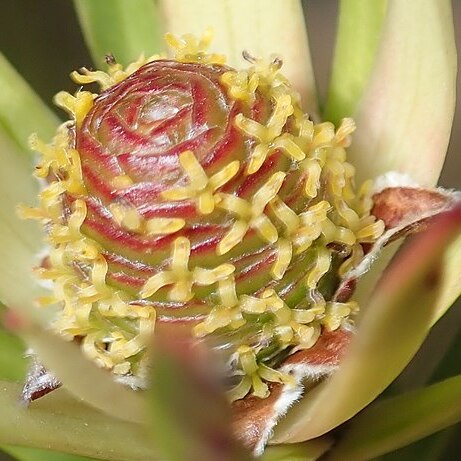 Leucadendron spissifolium subsp. fragrans unspecified picture