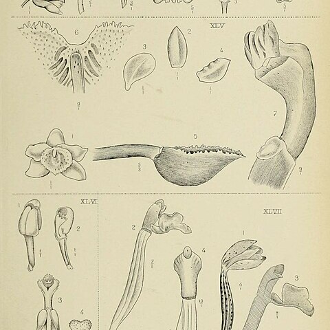 Erythrorchis altissima unspecified picture