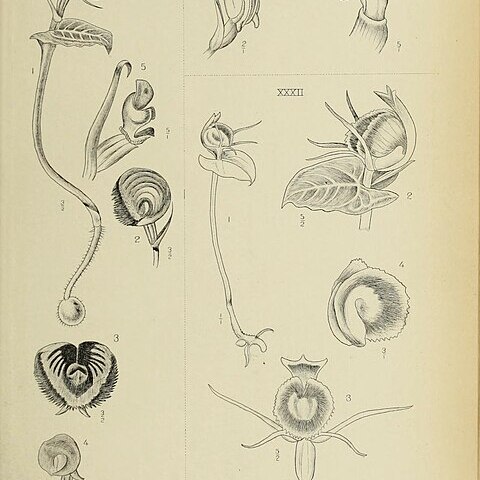 Corybas fornicatus unspecified picture