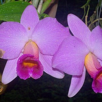 Cattleya praestans unspecified picture