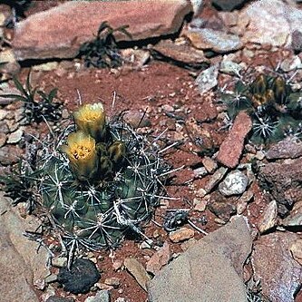 Sclerocactus wrightiae unspecified picture