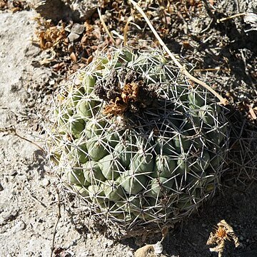 Coryphantha maiz-tablasensis unspecified picture