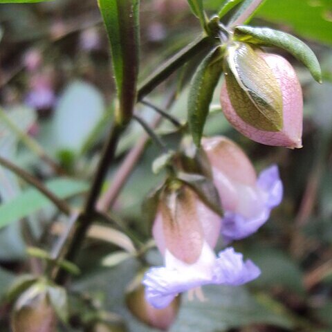 Strobilanthes heyneana unspecified picture