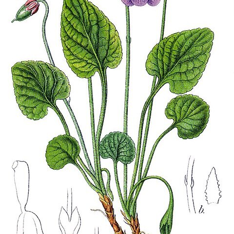 Viola uliginosa unspecified picture