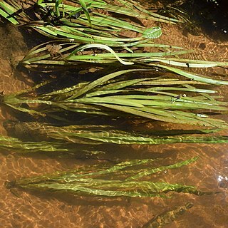 Vallisneria americana unspecified picture