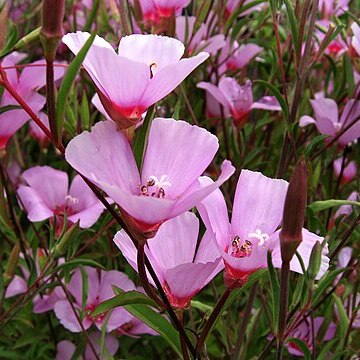 Clarkia rubicunda unspecified picture