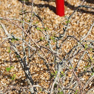 Euphorbia milii var. bevilaniensis unspecified picture