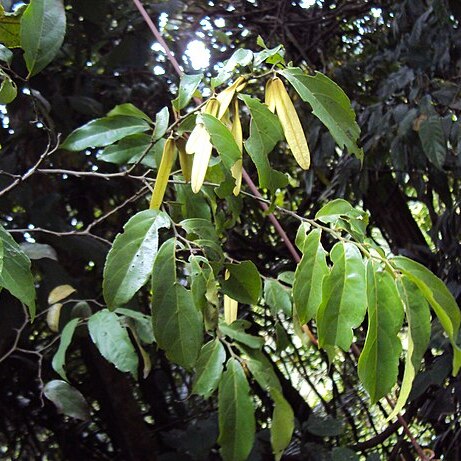 Ventilago madraspatana unspecified picture