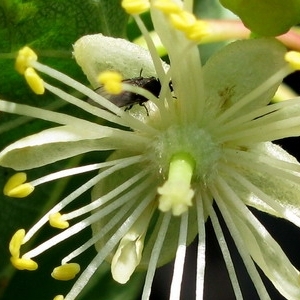 Tilia nasczokinii unspecified picture