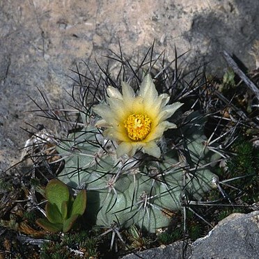 Turbinicarpus gielsdorfianus unspecified picture