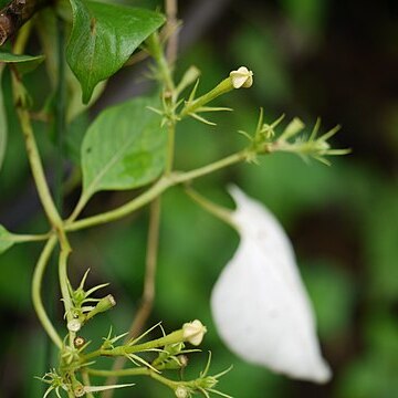 Mussaenda glabrata unspecified picture