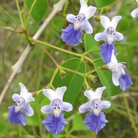 Vitex buchananii unspecified picture