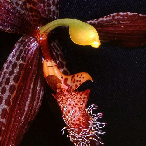 Paphinia litensis unspecified picture