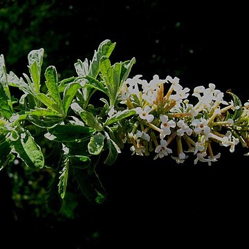 Buddleja wardii unspecified picture