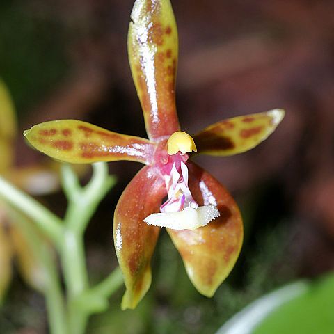 Phalaenopsis mannii unspecified picture