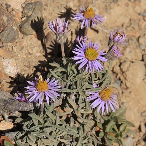 Erigeron pygmaeus unspecified picture