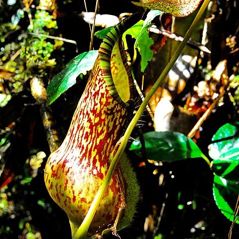 Nepenthes justinae unspecified picture