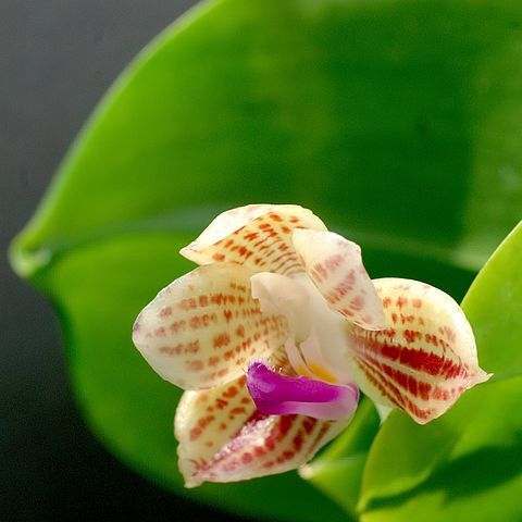 Phalaenopsis javanica unspecified picture