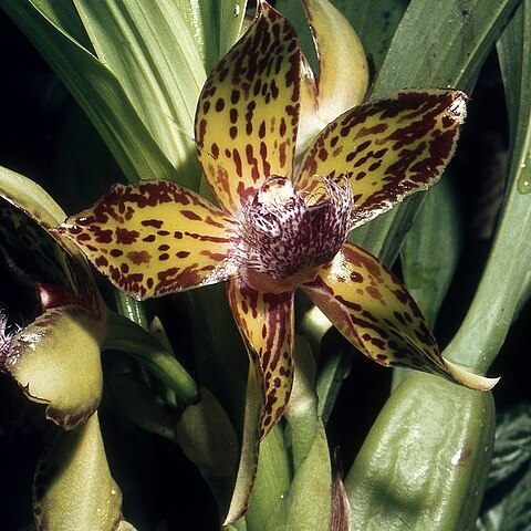 Galeottia negrensis unspecified picture