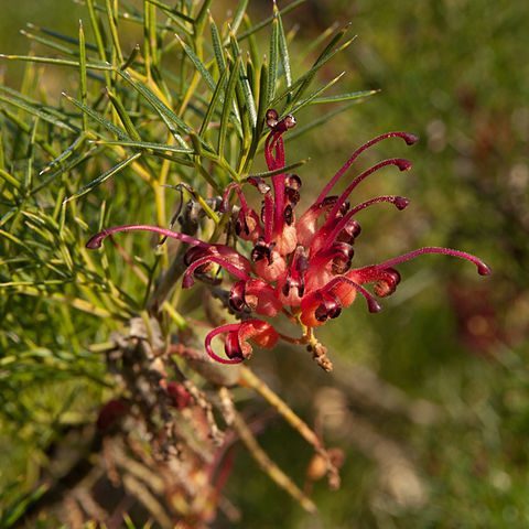 Grevillea maxwellii unspecified picture