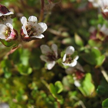 Saxifraga rivularis unspecified picture