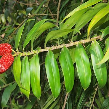 Freycinetia excelsa unspecified picture