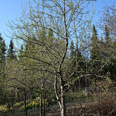 Prinsepia sinensis unspecified picture