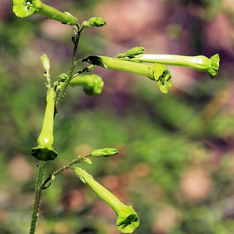 Nicotiana paniculata unspecified picture