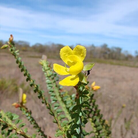 Chamaecrista ramosa unspecified picture