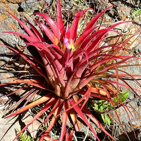 Aechmea recurvata var. ortgiesii unspecified picture