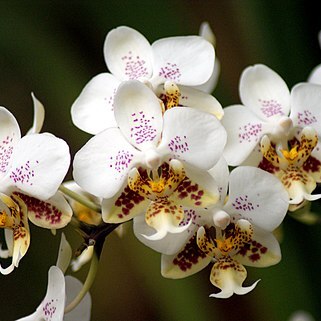 Phalaenopsis stuartiana unspecified picture