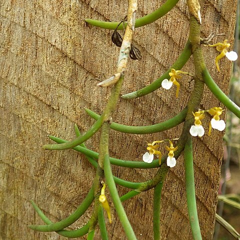 Nephrangis unspecified picture