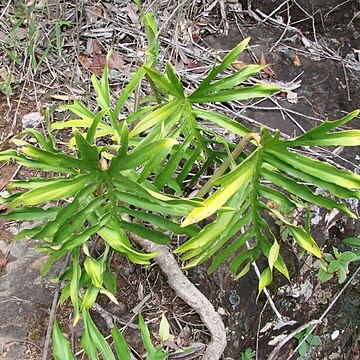 Philodendron mayoi unspecified picture