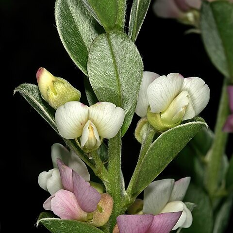 Podalyria sericea unspecified picture