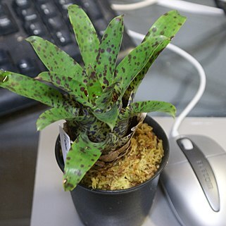 Vriesea racinae unspecified picture