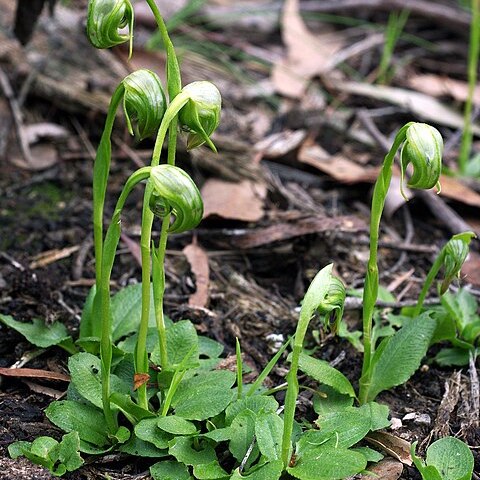 Pterostylis nutans unspecified picture