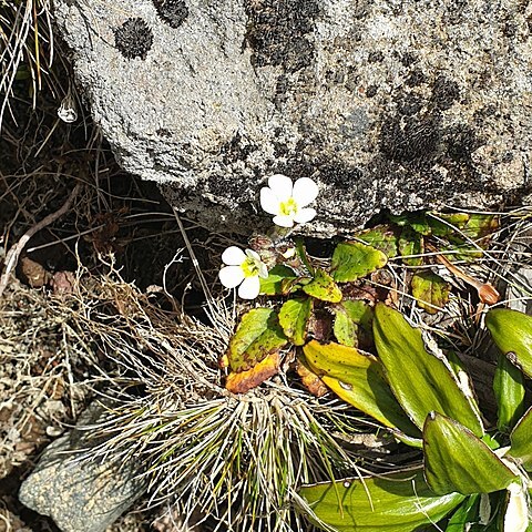 Ourisia vulcanica unspecified picture