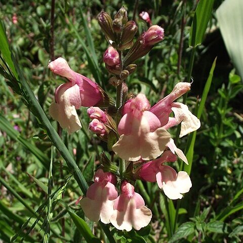 Salvia x jamensis unspecified picture