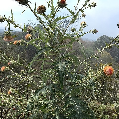 Cirsium ehrenbergii unspecified picture