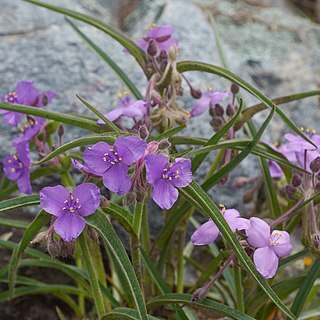 Tradescantia hirsuticaulis unspecified picture