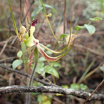 Caladenia attingens unspecified picture