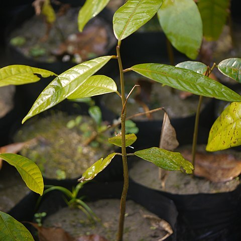 Vatica lanceaefolia unspecified picture