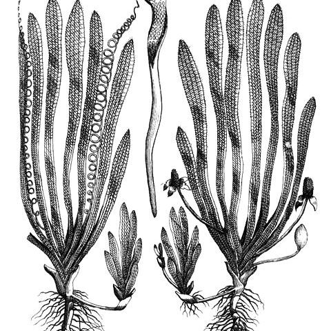 Vallisneria unspecified picture