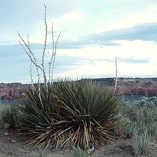 Yucca angustissima var. kanabensis unspecified picture