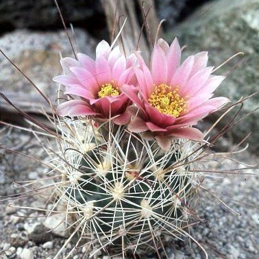 Sclerocactus blainei unspecified picture