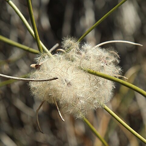 Clematis afoliata unspecified picture