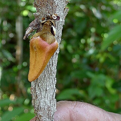 Xylopia ochrantha unspecified picture