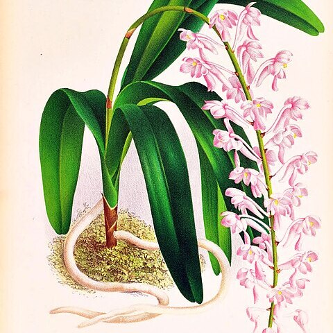 Aerides augustiana unspecified picture