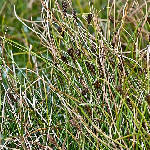 Carex pyrenaica unspecified picture