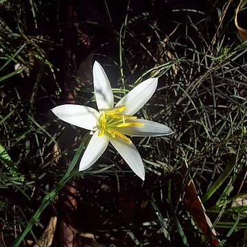 Zephyranthes mesochloa unspecified picture